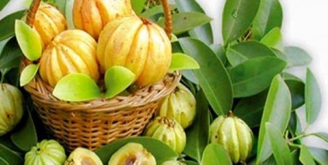 garcinia-cambogia fruit