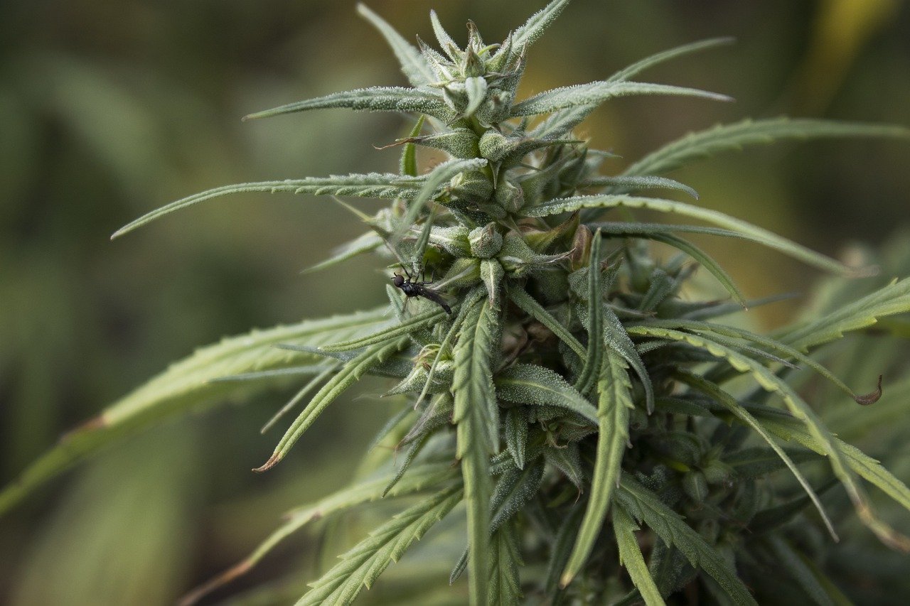 hemp